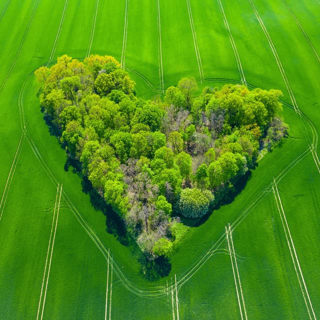 Evergreen by Ashtar Being