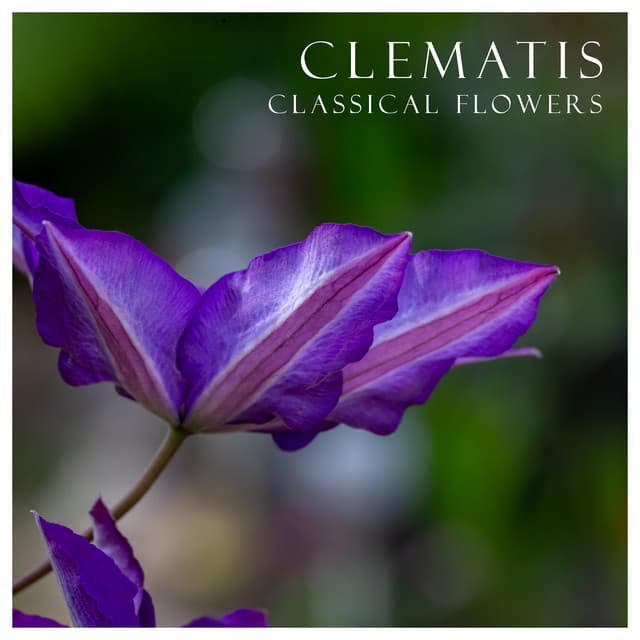 "'Clematis": Classical Flowers by Johann Sebastian Bach, Frédéric Chopin, Ludwig van Beethoven, Antonio Vivaldi, George Frideric Handel, Joseph Haydn, Pyotr Ilyich Tchaikovsky, Wolfgang Amadeus Mozart, Johannes Brahms, Franz Liszt