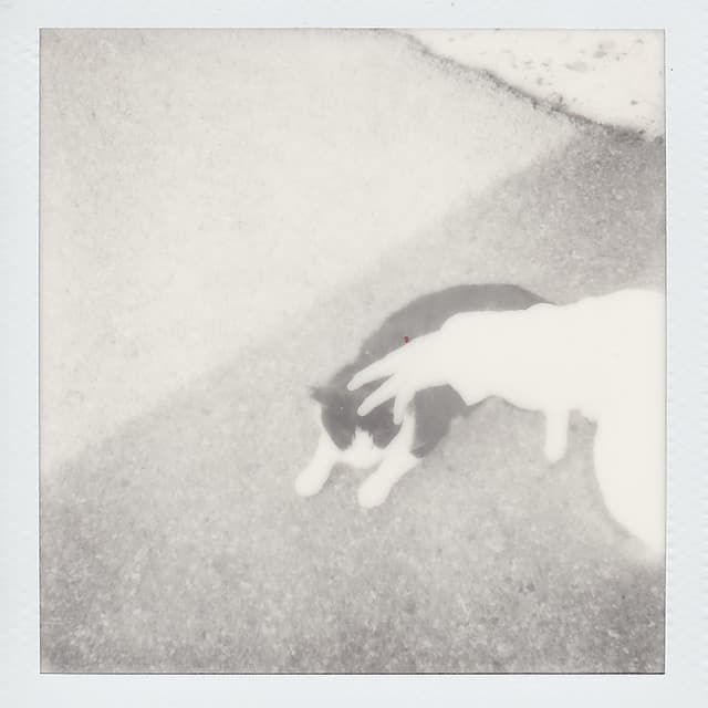 苦的甜 by moon tang