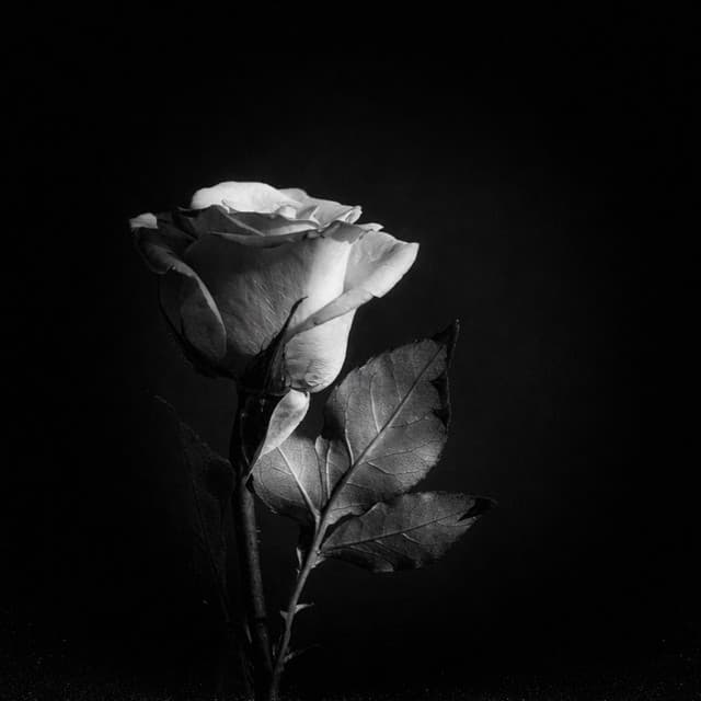 Sana Kalbim Geçti by Yıldız Tilbe, Kairen