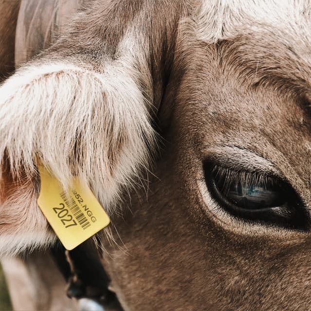 COW by FRIENDLY THUG 52 NGG