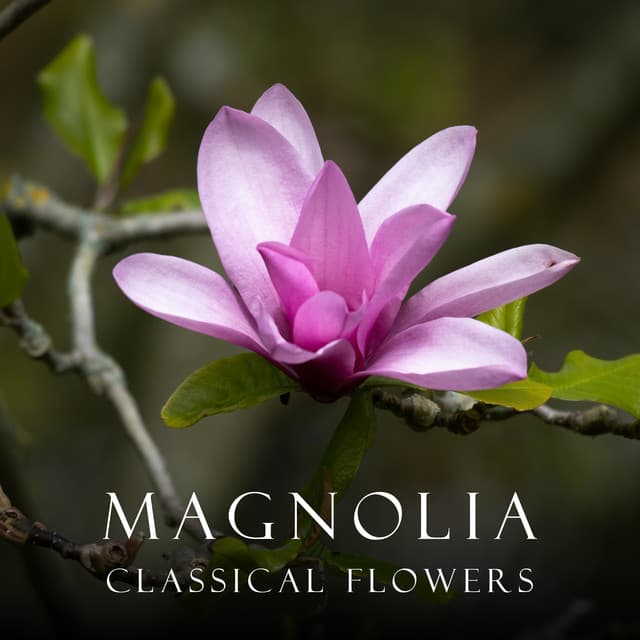 "'Magnolia": Classical Flowers by Wolfgang Amadeus Mozart, Johann Sebastian Bach, Frédéric Chopin, Ludwig van Beethoven, Johannes Brahms, Antonio Vivaldi, Pyotr Ilyich Tchaikovsky, George Frideric Handel, Franz Liszt, Joseph Haydn