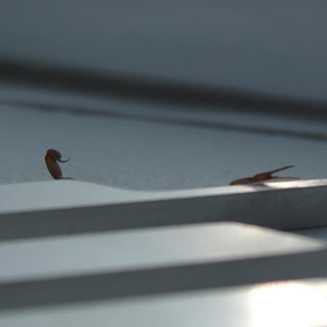 Duro by Skrillex, Young Miko